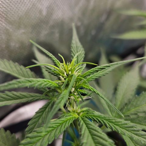Purple Lemonade Autos growlog timeline photo