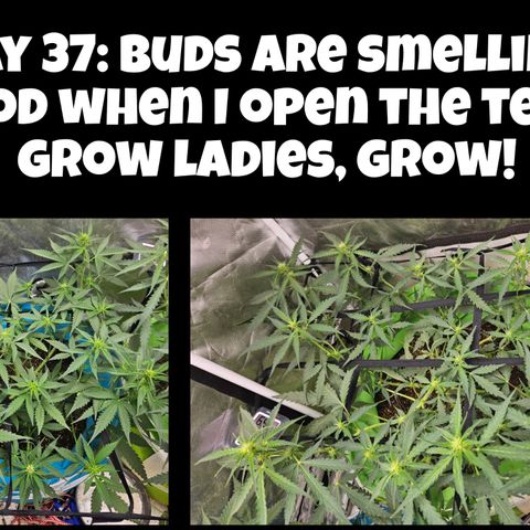 Purple Lemonade Autos growlog timeline photo