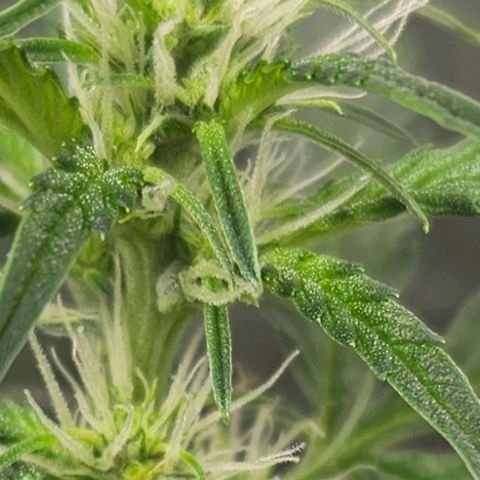 Purple Lemonade Autos growlog timeline photo