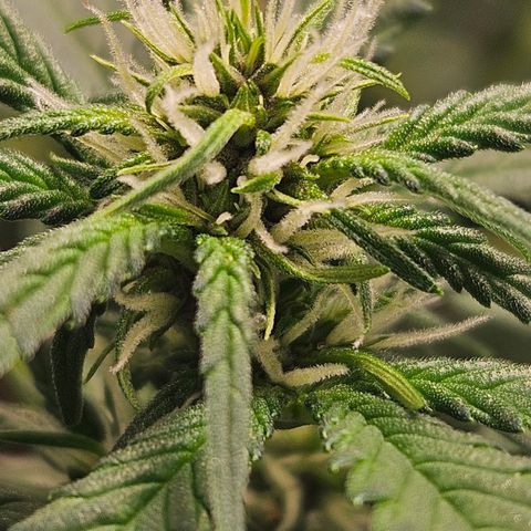 Purple Lemonade Autos growlog timeline photo