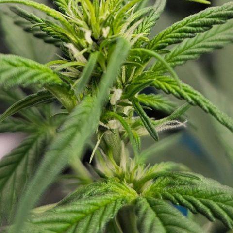 Purple Lemonade Autos growlog timeline photo