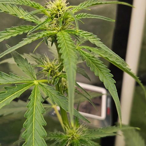 Purple Lemonade Autos growlog timeline photo