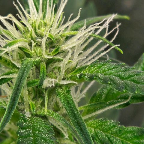 Purple Lemonade Autos growlog timeline photo