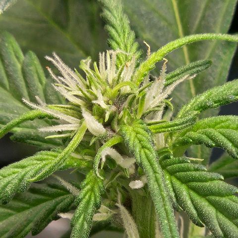 Purple Lemonade Autos growlog timeline photo