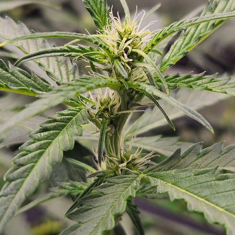 Purple Lemonade Autos growlog timeline photo