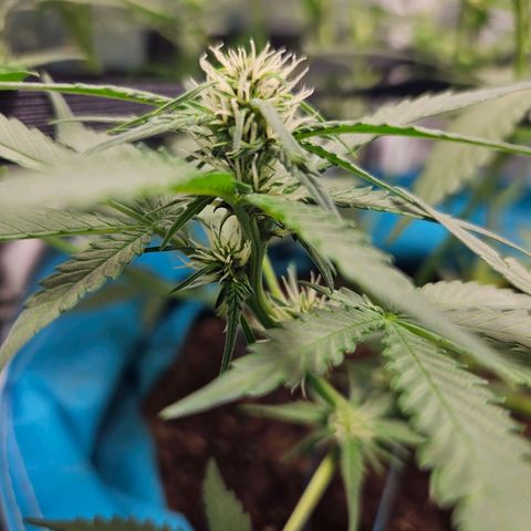 Purple Lemonade Autos growlog timeline photo