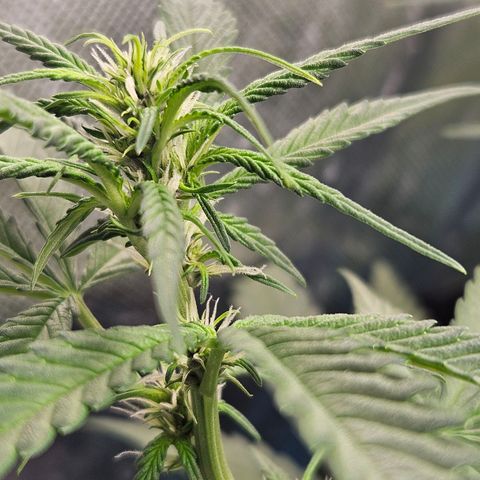 Purple Lemonade Autos growlog timeline photo