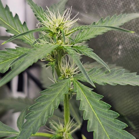 Purple Lemonade Autos growlog timeline photo