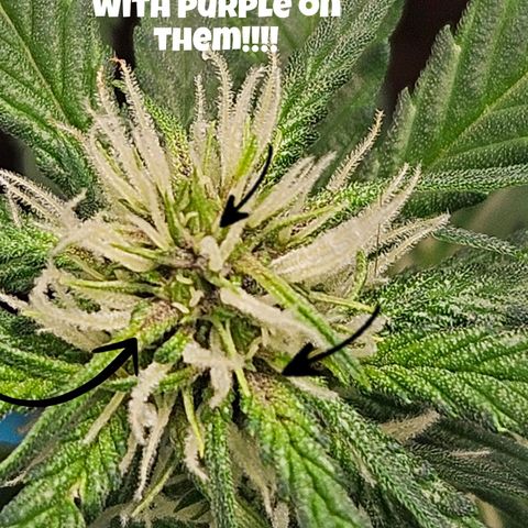 Purple Lemonade Autos growlog timeline photo