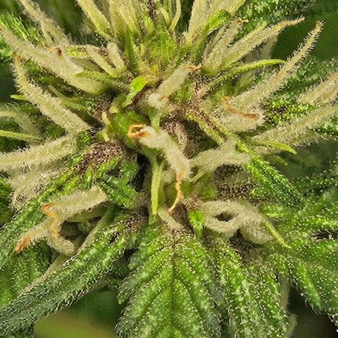 Purple Lemonade Autos growlog timeline photo