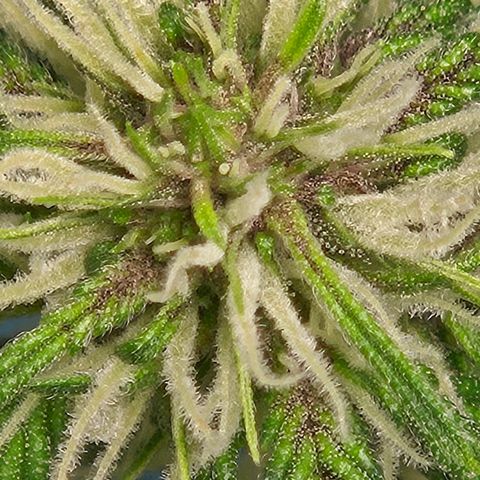 Purple Lemonade Autos growlog timeline photo