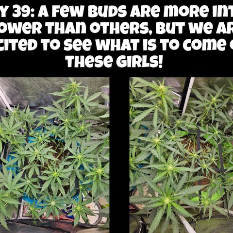 Purple Lemonade Autos growlog timeline photo