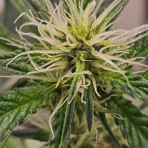Purple Lemonade Autos growlog timeline photo