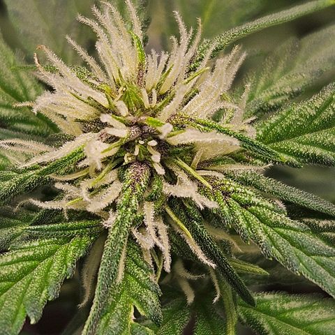 Purple Lemonade Autos growlog timeline photo