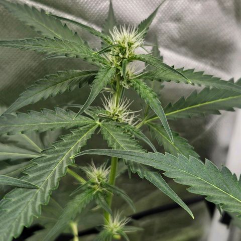 Purple Lemonade Autos growlog timeline photo