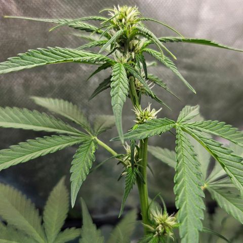 Purple Lemonade Autos growlog timeline photo