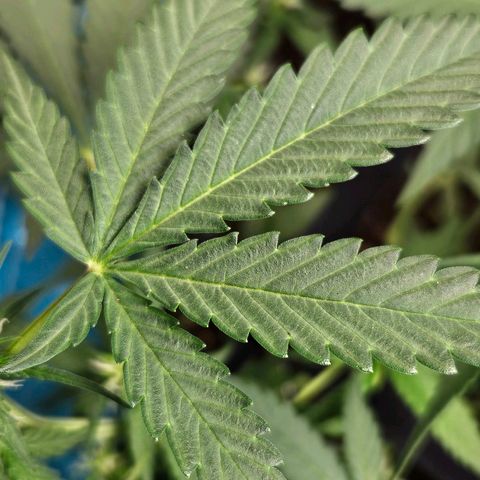 Purple Lemonade Autos growlog timeline photo