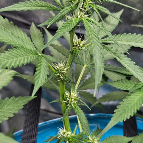 Purple Lemonade Autos growlog timeline photo