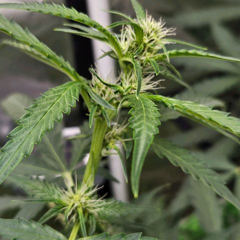 Purple Lemonade Autos growlog timeline photo