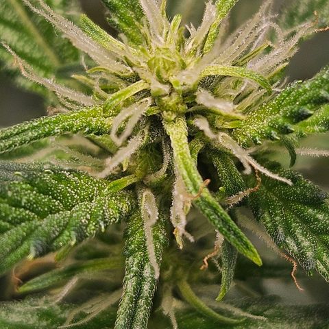 Purple Lemonade Autos growlog timeline photo