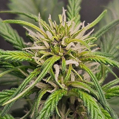 Purple Lemonade Autos growlog timeline photo