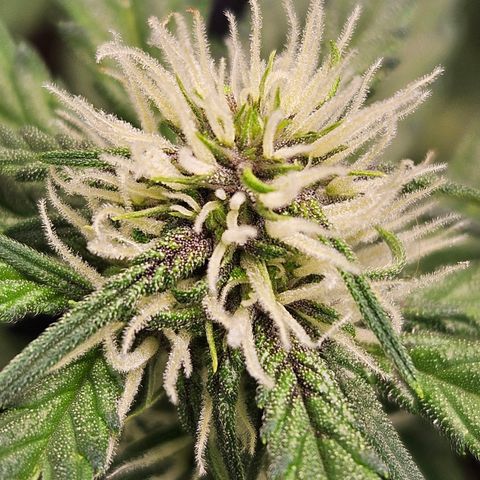 Purple Lemonade Autos growlog timeline photo