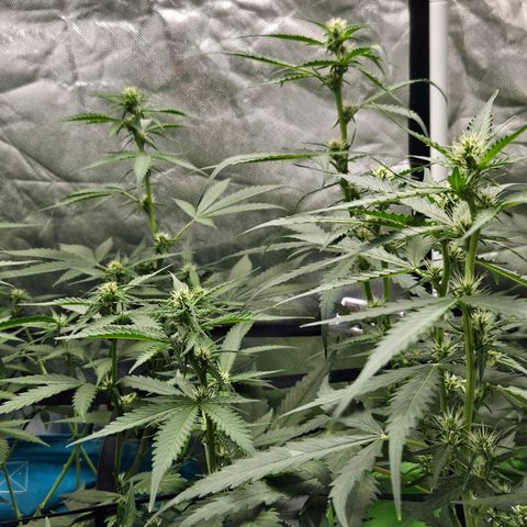 Purple Lemonade Autos growlog timeline photo