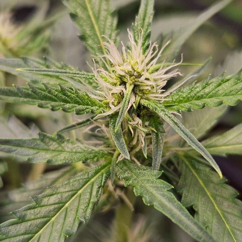 Purple Lemonade Autos growlog timeline photo