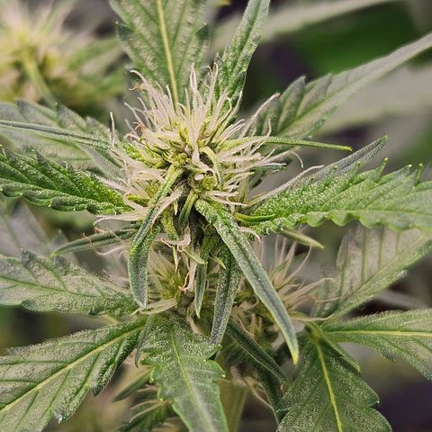 Purple Lemonade Autos growlog timeline photo