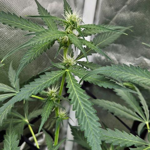 Purple Lemonade Autos growlog timeline photo