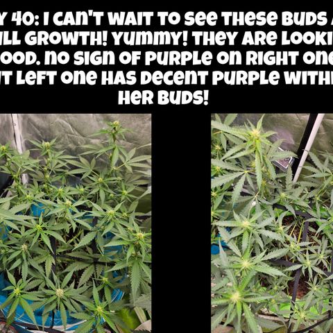 Purple Lemonade Autos growlog timeline photo