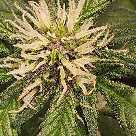 Purple Lemonade Autos growlog timeline photo