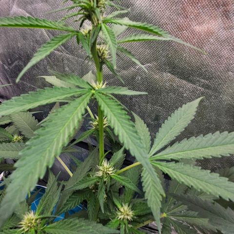 Purple Lemonade Autos growlog timeline photo