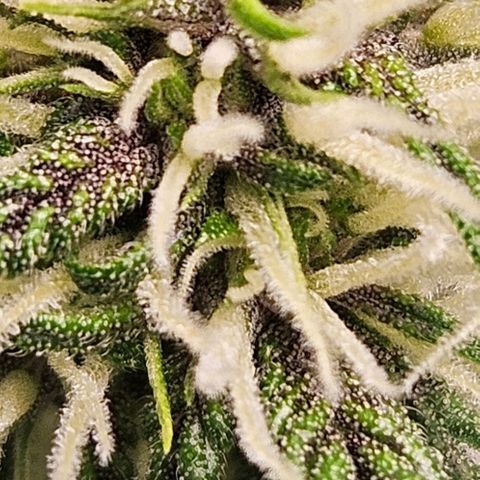Purple Lemonade Autos growlog timeline photo