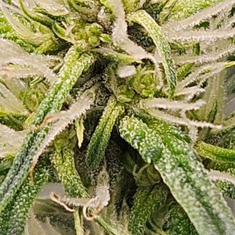 Purple Lemonade Autos growlog timeline photo