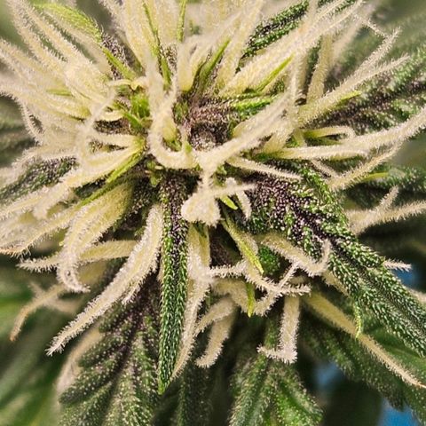 Purple Lemonade Autos growlog photo: It's so crazy that one plant is a PURPLE purple lemonade and the other, a green. I've seen both. It will be cool to compare🤔🙌 maybe the purple will seep in more later.