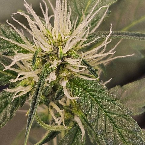 Purple Lemonade Autos growlog photo: It's so crazy that one plant is a PURPLE purple lemonade and the other, a green. I've seen both. It will be cool to compare🤔🙌 maybe the purple will seep in more later.