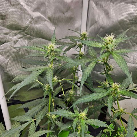 Purple Lemonade Autos growlog timeline photo