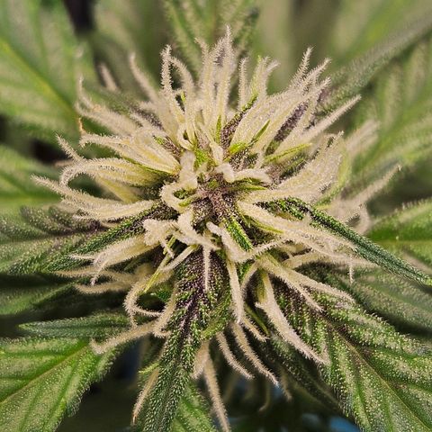 Purple Lemonade Autos growlog timeline photo