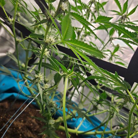 Purple Lemonade Autos growlog timeline photo