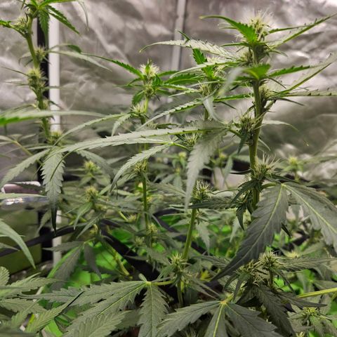 Purple Lemonade Autos growlog timeline photo