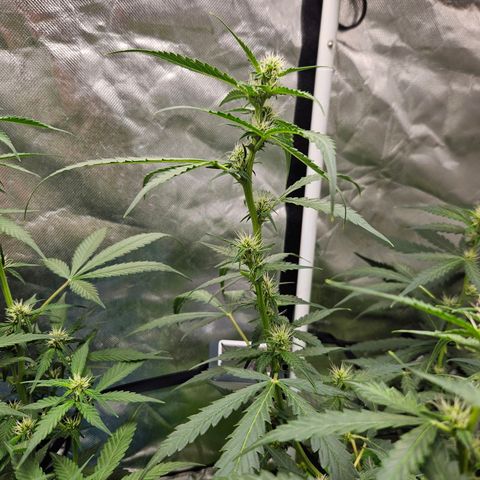 Purple Lemonade Autos growlog timeline photo