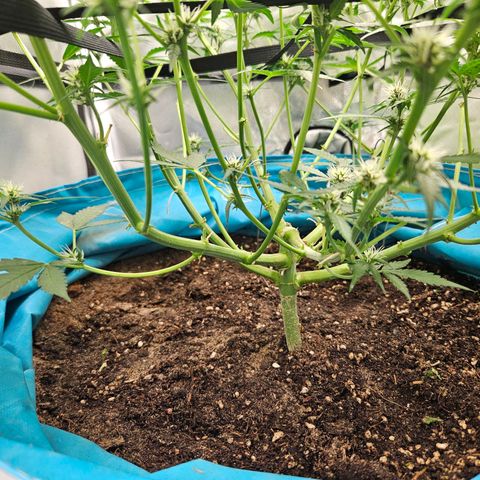 Purple Lemonade Autos growlog timeline photo