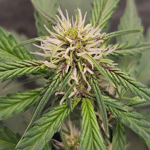 Purple Lemonade Autos growlog timeline photo