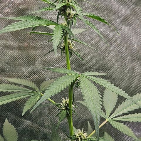 Purple Lemonade Autos growlog timeline photo