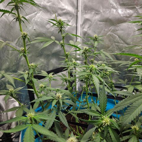 Purple Lemonade Autos growlog timeline photo