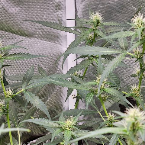 Purple Lemonade Autos growlog timeline photo