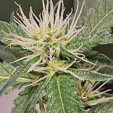 Purple Lemonade Autos growlog timeline photo