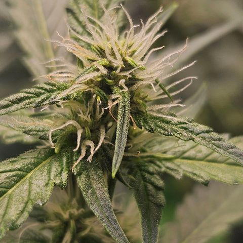 Purple Lemonade Autos growlog timeline photo