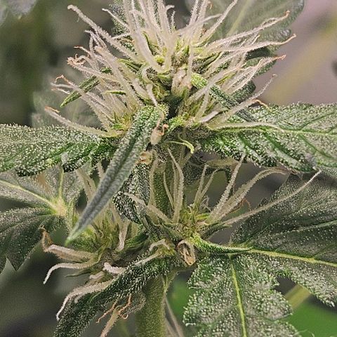 Purple Lemonade Autos growlog timeline photo